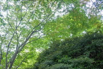 Fototapeta premium Trees looking up from below / 下から見上げた木々