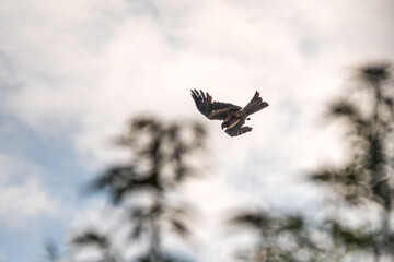 The bird of prey black kite attacks the prey with high speed, rushing from the sky to the ground like a stone