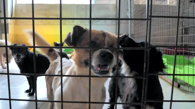Unwanted and homeless dogs of different breeds behind fence barking in animal shelter. Looking and waiting for people to come adopt. Shelter for animals concept