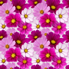 Plakat Beautiful seamless floral background. Cosmos flower. Pink colors