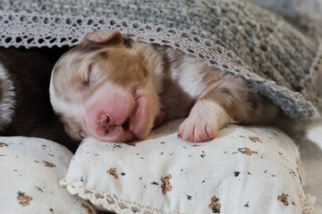 Aussie puppies lie and sleep on white pillows covered with warm gray knitted blanket. Newborn...