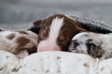 Aussie puppies lie and sleep on white pillows covered with warm gray knitted blanket. Newborn Australian Shepherd dogs. One red tricolor puppy sleeps sweetly and two merle on sides.