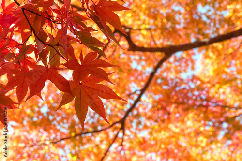 Autumn Japanese Maple Tree Background 紅葉したもみじの背景 Japan Poster Jap Wooooooojpn