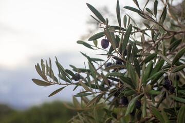Photogrpahy of olive tree with black olives