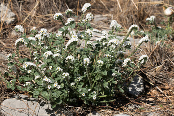 Heliotropium flowers