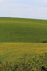 Fototapeta premium prairie vallonée, vallons, colline, champs, bouton d'or, perspective, horizon, décor, fond d'écran, charolais