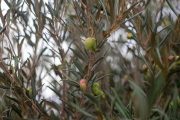 Photogrpahy of olive tree with green olives