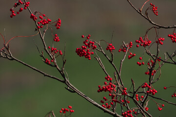 鮮やかな赤い色のナナカマドの実