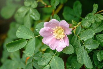 Blooming rosehip flower, beautiful pink flower with water drops after rain on a bush branch . Beautiful natural background of blooming greenery.