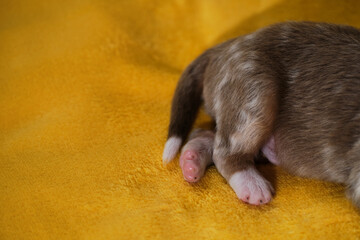 Newborn Australian Shepherd puppy is lying on warm yellow soft blanket. Little ass aussie red merle with long tail with white spot on end. Thoroughbred newborn dog.