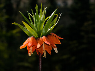 Fritillaria imperialis