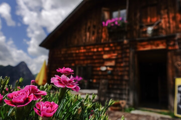 Fototapeta na wymiar lilac flowers at a wooden alpine hut in the mountains
