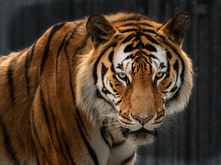 Siberian tiger closeup portrait - head detail