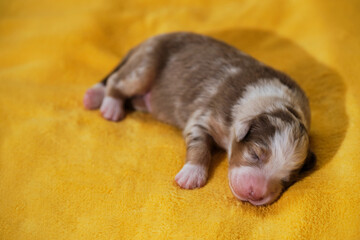 Newborn Australian Shepherd puppy is lying on warm yellow soft blanket. Aussie puppy is red merle with wide white stripe on muzzle, pink nose and closed eyes.