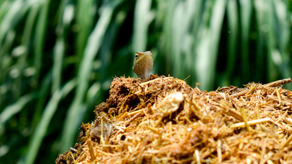 Oriental garden lizard, Calotes versicolor hiding in the field.