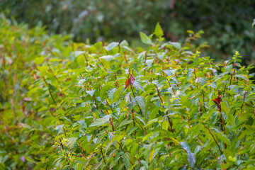 Trimmed bushes with water drops after rain