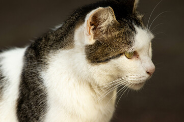 Obraz premium 若い猫4