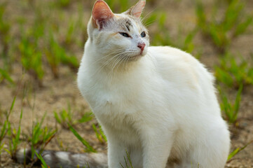 Obraz premium 若い猫2