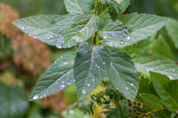 Green leaves with water drops after rain