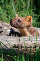 European Pine Marten Martes Martes