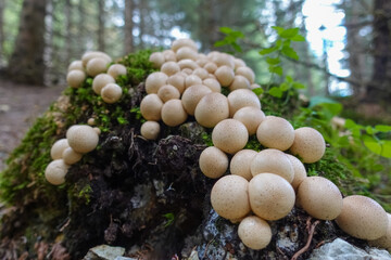 lot of earthball mushrooms on a tree trunk