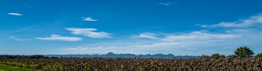 vue panoramique sur un champs de tournesols avec la chaine des puys en arrière plan