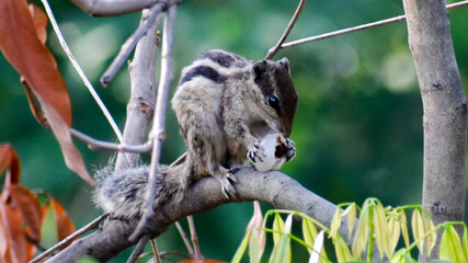 Squirrel eating fruit on the tree.