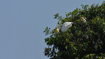 Great Egret Flying and perching on the branch