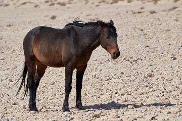 Side view of a wild Namib desert horse (Equus ferus caballus) in Namibia, Africa.