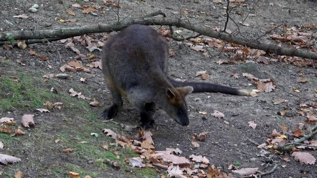 Swamp wallaby (Wallabia bicolor). Small macropod marsupial of eastern Australia. Also commonly known as black wallaby, black-tailed wallaby, fern wallaby, black pademelon, stinker, black stinker.