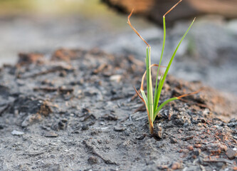 growth of grass