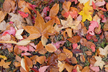 Fallen red and yellow maple leaves. Autumn background.