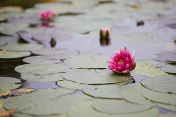 Beautiful pink lotus and leaf in lake. Natural light.