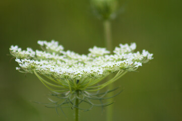 Wild carrot inflorescence closeup view with green blurry background