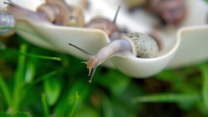 many slugs caught in the garden
