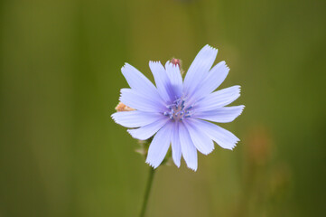 Common chicory in bloom closeup view with green blurry background