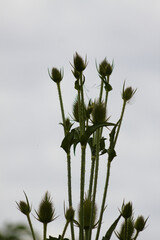 Cutleaf teasel green seeds closeup view with selective focus on foreground
