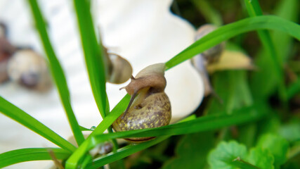 many slugs caught in the garden