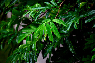 raindrops on green leaves in rainy day