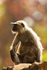 Hanuman Langur mom and her young resting in the forests of Bandhavgarh, India
