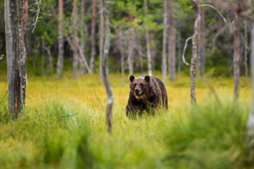 European Brown bear or Grizzly walks across the grasslands of Kuhmo Finland, Europe