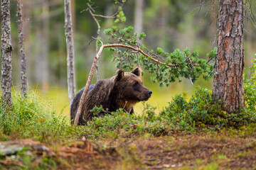 European Brown bear or Grizzly walks across the grasslands of Kuhmo Finland, Europe