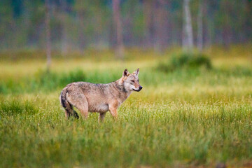 Naklejka na ściany i meble European wolf walking through the long grass of Kuhmo, Finland, Europe