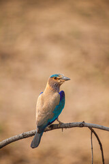 India Roller perched on a branch in the forests of Bandhavgarh, India