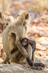 Hanuman Langur mom and her young resting in the forests of Bandhavgarh, India