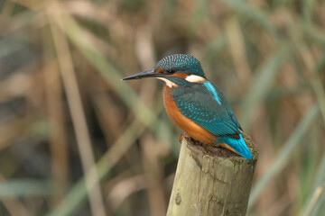 kingfisher on the tree