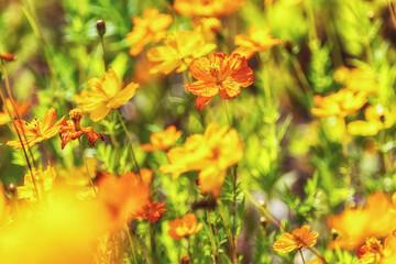 Cosmos flowers in Odaesan