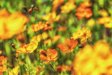 Cosmos flowers in Odaesan