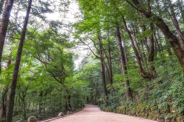 Woljeongsa fir tree forest trail