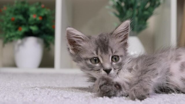 A gray kitten lies on the carpet, turns his head and looks around, moves his ears